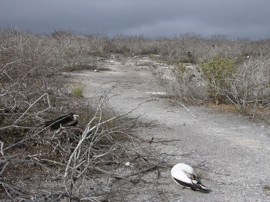 Galapagos 7-1-04 Genovesa Prince Philips Steps Birds In Palo Santo Trees